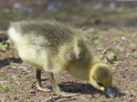 FZ028501 Gosling.jpg